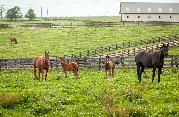 Chevaux dans un herbage