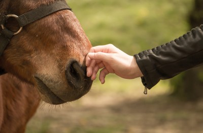 Contact avec un cheval