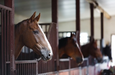 Chevaux au box. Les entrées et sorties des chevaux