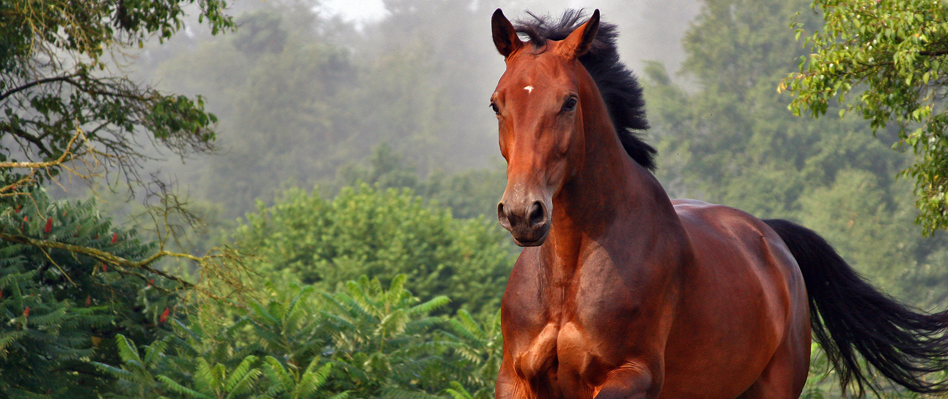 Etalon au galop