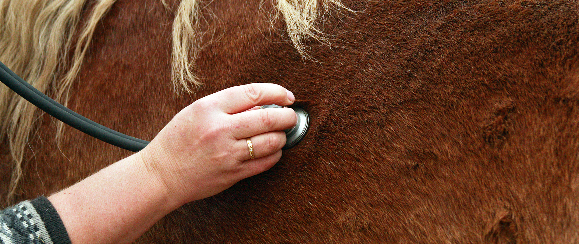 vétérinaire auscultant un cheval