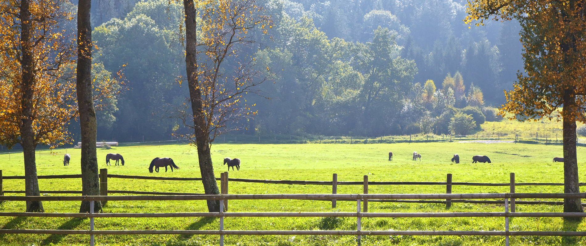 Chevaux dans un herbage