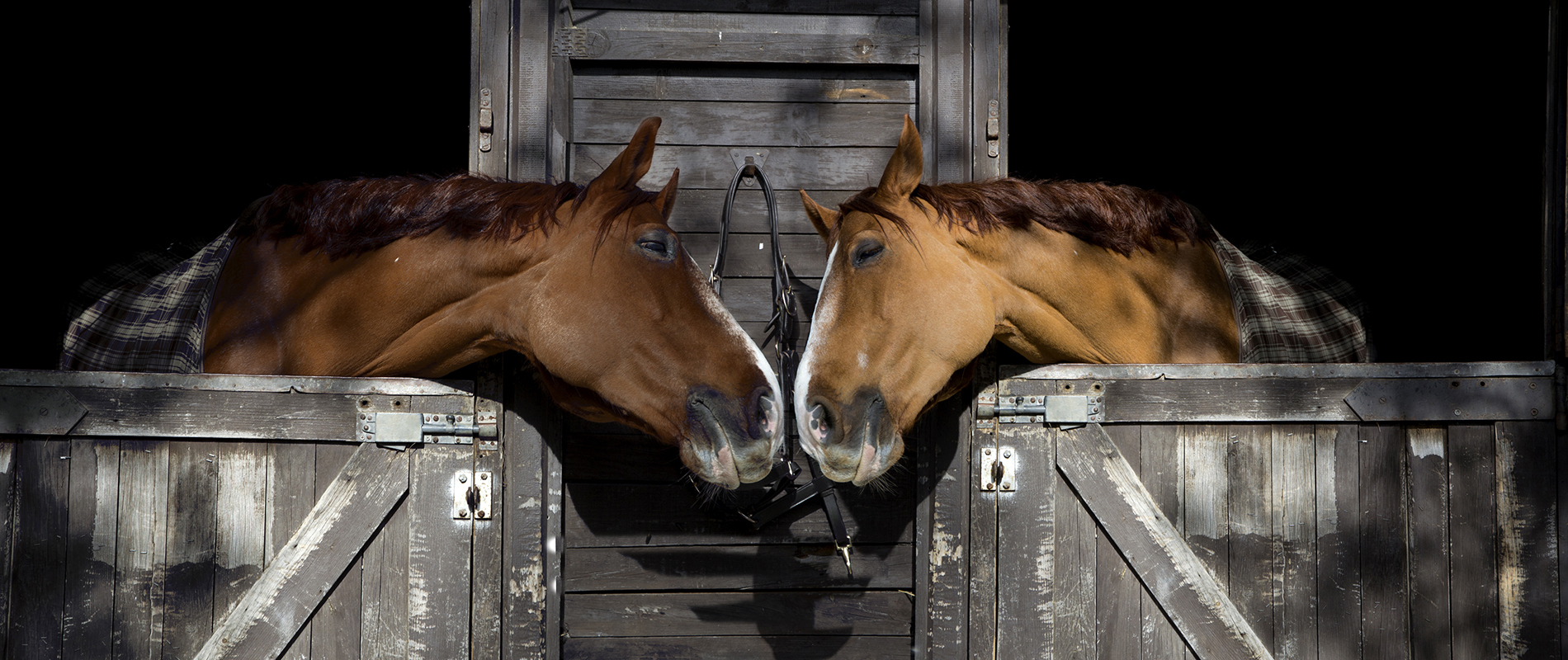 Chevaux au box