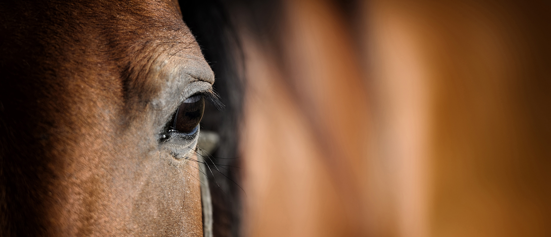 Détail cheval