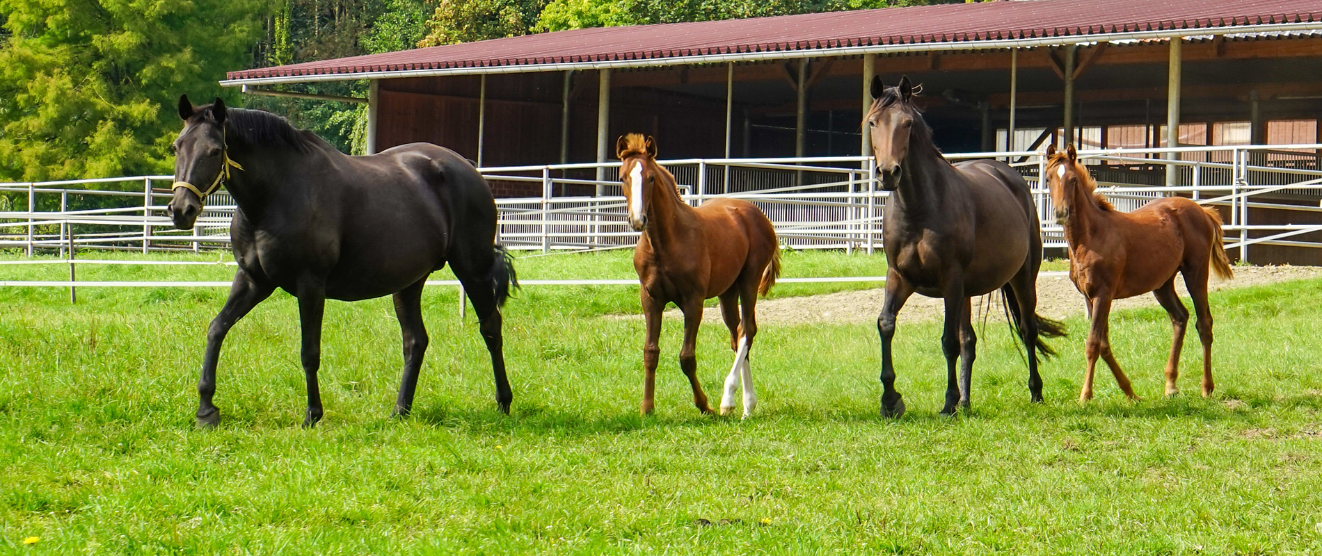 chevaux dans un centre IA